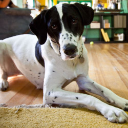 DogWatch of San Diego & Inland Empire, Murrieta, California | Indoor Pet Boundaries Contact Us Image