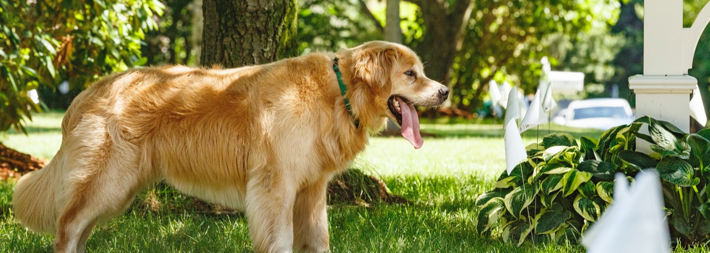 DogWatch of San Diego & Inland Empire, Murrieta, California | Outdoor Hidden Dog Fences Slider Image