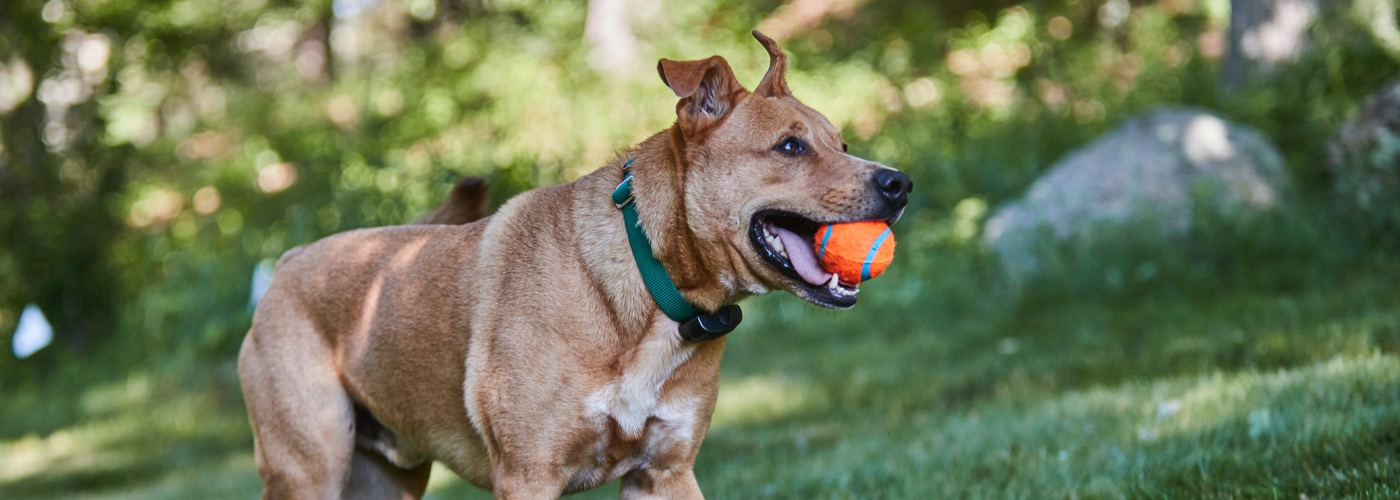 DogWatch of San Diego & Inland Empire, Murrieta, California | ProFenceX Slider Image